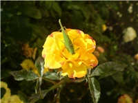 40bbcbb3-Picture 6650.jpg